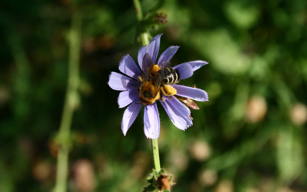 Soigner son karma avec de petits gestes, le jour où j&rsquo;ai porté assistance à une abeille